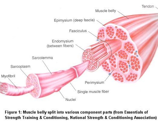 Muscle Dissection